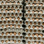 Wytłaczanki z jajkami – świeże jaja kurze w opakowaniach na rynku w Polsce